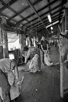 Steam Plains Shearing 022143  © Claire Parks Photography